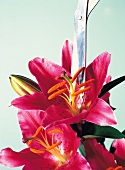 Vase fun, lily in pink lilies, cut flower pistils