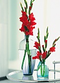 Vasenspaß, Gladiolen in rot in Glasvasen