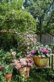 Hortensien, pink, rosa, Gartenrosen, Holzzaun
