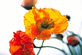 Vasenspaß, Poppy in orange and red, Papaver nudicaule