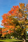 Kanada, Nova Scotia, Swinimer Road, Straße, Herbstlaub