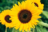 Vasenspaß, Sonnenblume in gelb, Helianthus annuus