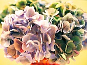 Vasenspaß, Hortensie in lila violett, Hydrangea