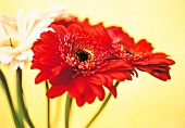 Vasenspaß, Gerbera in red and white