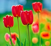 Weekend gardener, red tulips in bed, close-up