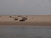 View of seals on sand from Gorch Fock at Lower Saxony, Germany