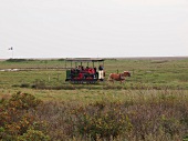 People in horse carriage at Spiekeroog, Lower Saxony, Germany