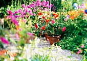 Flower pots in terrace garden, blurred