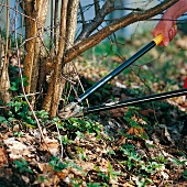 Weekend Gärtner, Astschere, Gartenschere, Ziergehölze auslichten