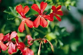 Weekend gardener, hanging geranium in red, Haengegeranie