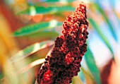 Extreme close-up of staghorn sumac flower