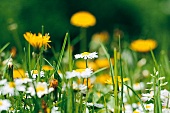 Weekend Gärtner, Naturwiese mit Blumen, Nahaufnahme