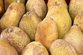 Close-up of breadfruit, England