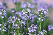 Kräutergarten, Blüten von Thymian, Thymianblüten