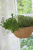 Herb garden, herbs in a hanging basket