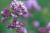 Kräutergarten, blühender Oregano