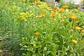 Kräutergarten, Weinraute und Ringelblumen im Beet