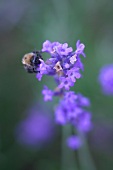 Kräutergarten, Lavendel im Garten