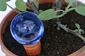 Herb garden, a blue irrigation ball in a flower pot