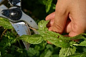 Kräutergarten, Kranke Triebe werden abgeschnitten