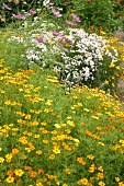 Kräutergarten, Tagetes bilden einen Rahmen um ein Beet