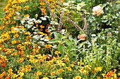 Kräutergarten, Tagetes bilden einen Rahmen um ein Beet