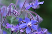 Kräutergarten, violette Borretsch-Blüten