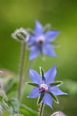 Kräutergarten, violette Borretsch-Blüten