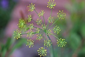 Kräutergarten, Dill