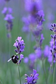 Kräutergarten, Lavendel im Garten