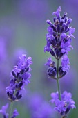 Kräutergarten, Lavendel im Garten