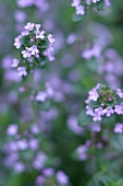 Kräutergarten, Blüten von Thymian, Thymianblüten