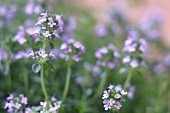 Kräutergarten, Blüten von Thymian, Thymianblüten