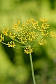 Kräutergarten, Dill