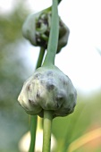 Kräutergarten, Knoblauch im Kräutergarten