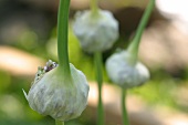 Kräutergarten, Knoblauch im Kräutergarten