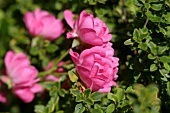 Herb garden, lemon thyme surrounds dwarf rose blossoms