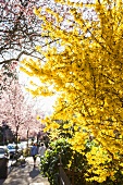 Branch of tree with yellow flowers and houses in Wiehre, Freiburg, Germany