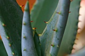Zimmerpflanzen, Aloe Vera