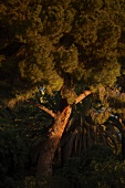 Oak tree at night French Riviera, Monaco