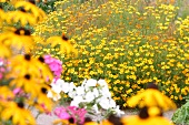 Kräutergarten, Echinaecea im Vordergrund, Tagetes im Hintergrund