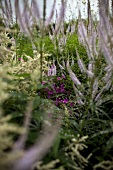 Veronicastrum and Geranium 'Patricia' in field