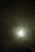 Illuminated lamp in branches with smoke