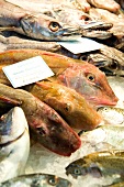 Close-up of fish with name and price on tag in Howth, Dublin, Republic of Ireland