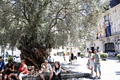 Olivenbaum auf dem Plaça de Cort Palma Ort auf Mallorca