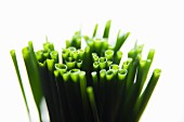 Fresh chives (close-up)