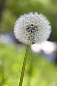 Löwenzahn, Pusteblume 