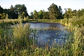 Gräflicher Park Bad Driburg, Landschaftspark Westfalen