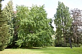 Schlosspark, Wendlinghauser Park, Schloss Wendlinghausen