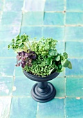 Various type of cress in a plant pot
